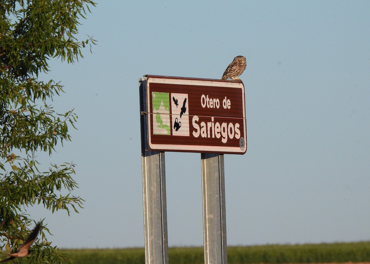 Сич хатній - ML644713531