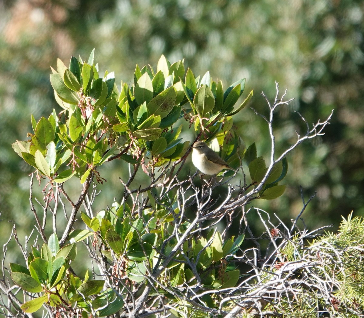 Pouillot véloce - ML644713535