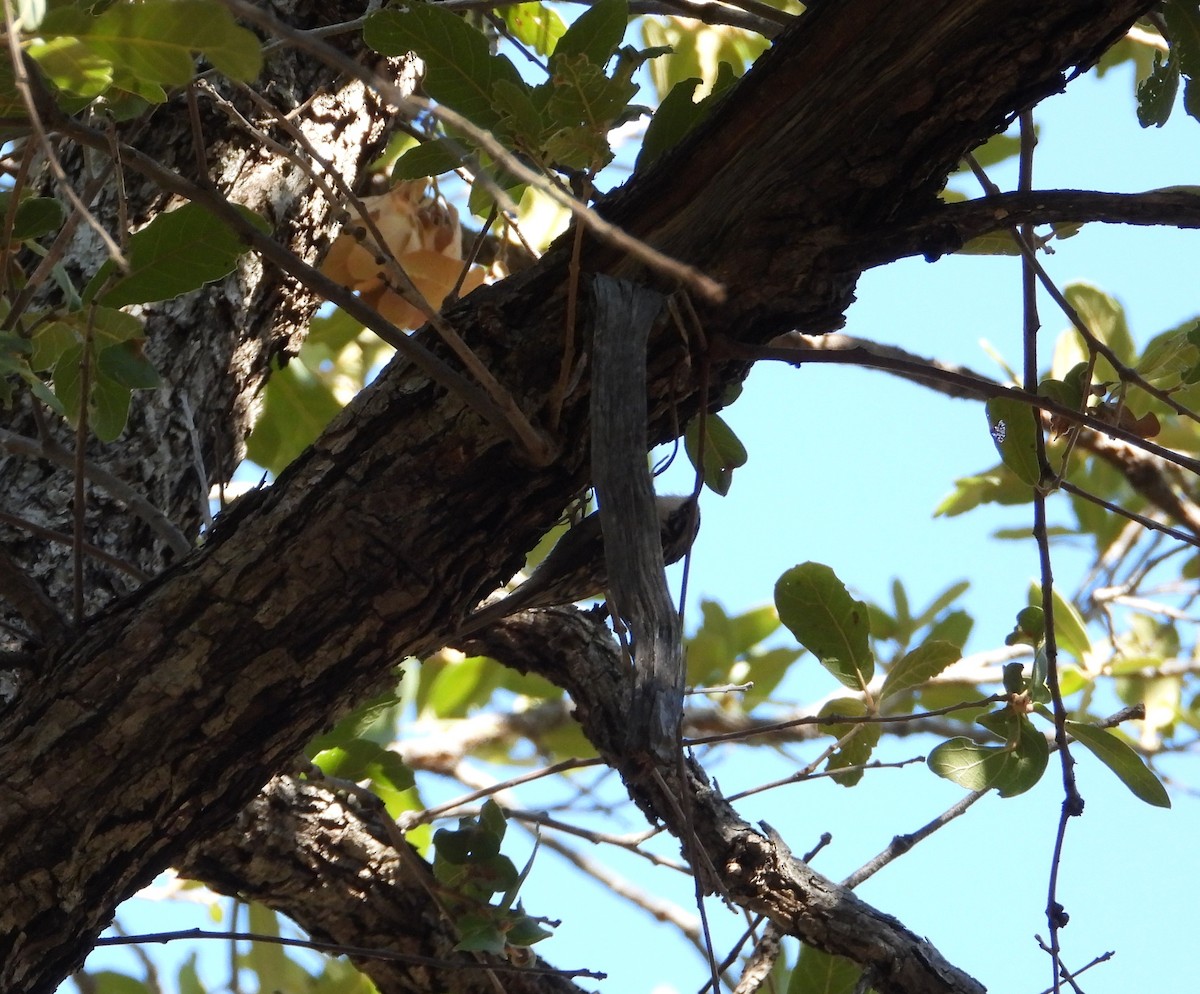 Brown Creeper - ML644713552