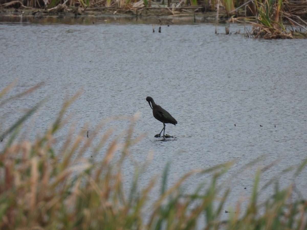 Çeltikçi/Ak Yüzlü Çeltikçi - ML644713553