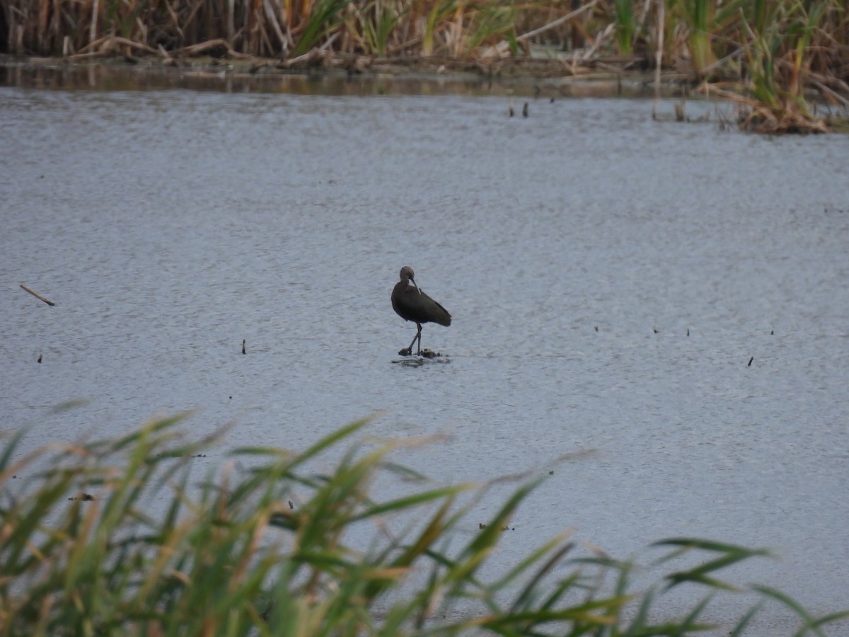 Çeltikçi/Ak Yüzlü Çeltikçi - ML644713556