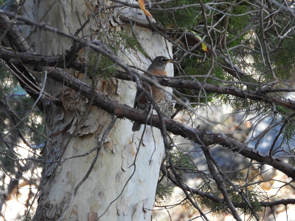 American Robin - ML644713557