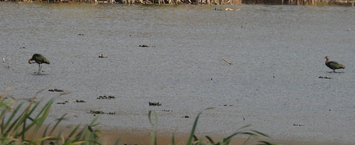 Çeltikçi/Ak Yüzlü Çeltikçi - ML644713558