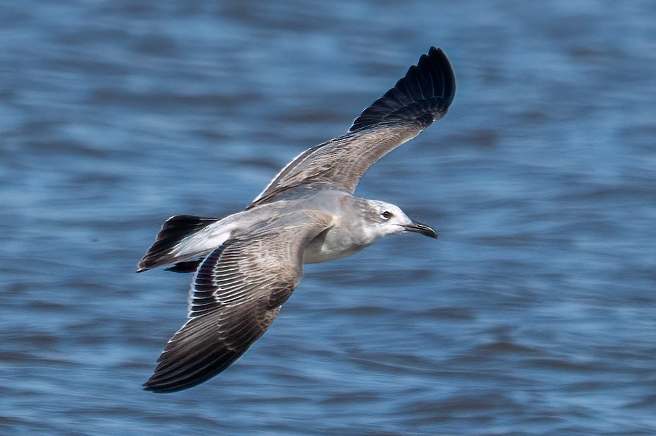 Mouette atricille - ML644713560