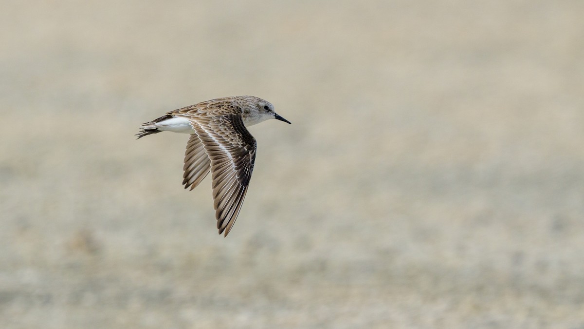 Bécasseau minute - ML644713584