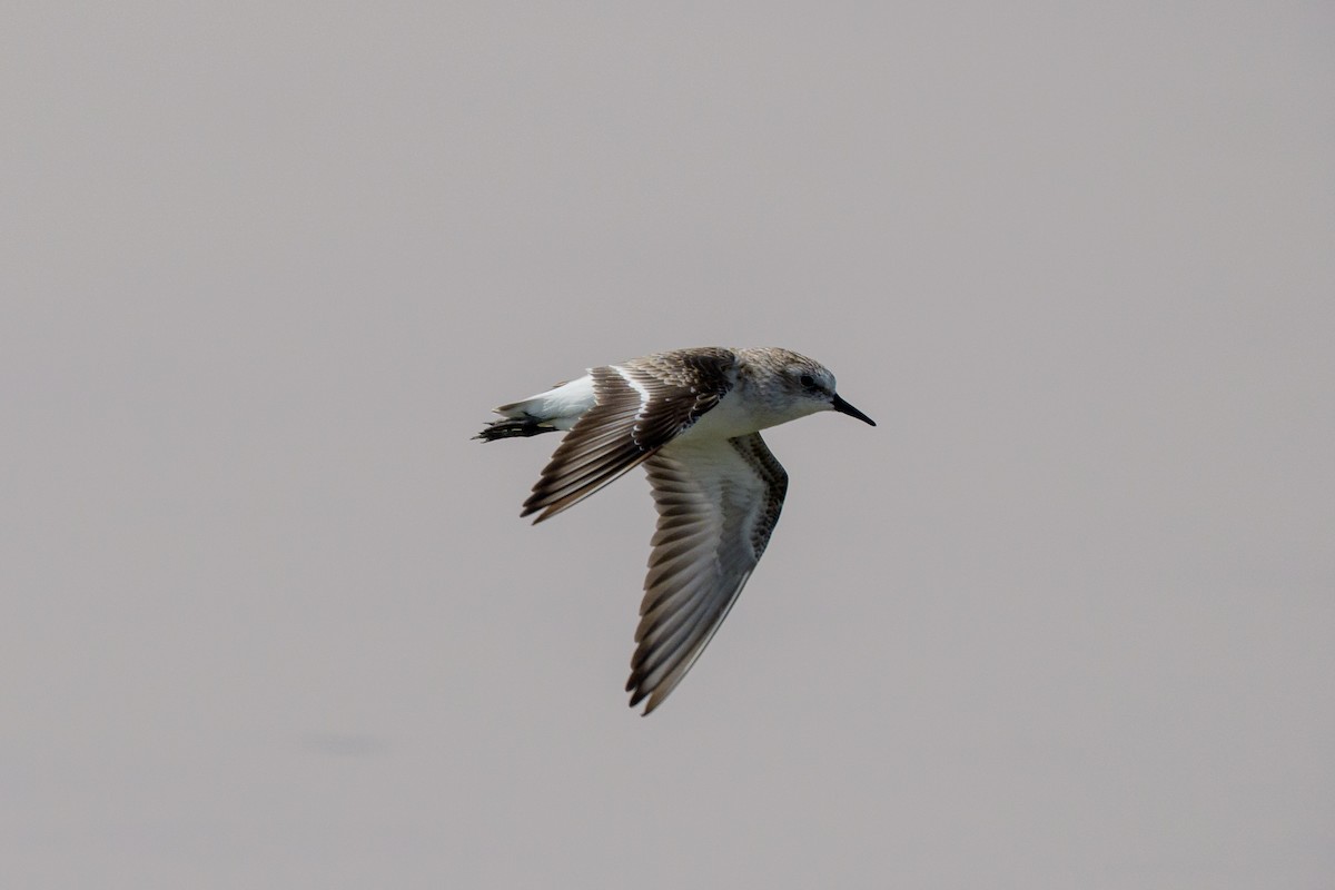 Bécasseau minute - ML644713585