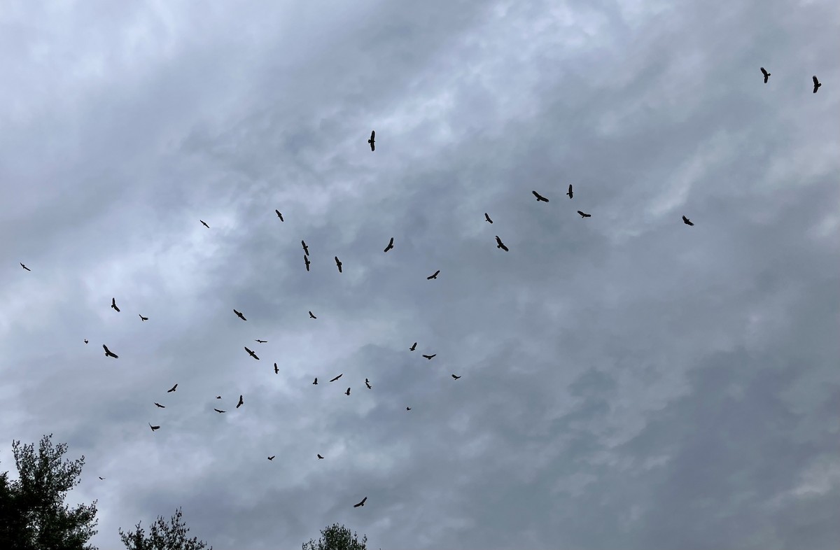 Turkey Vulture - ML644713610