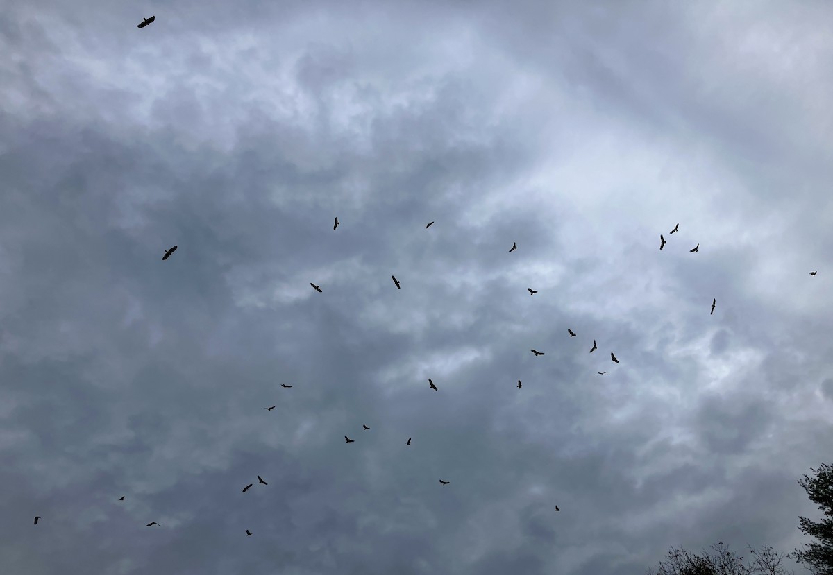 Turkey Vulture - ML644713611