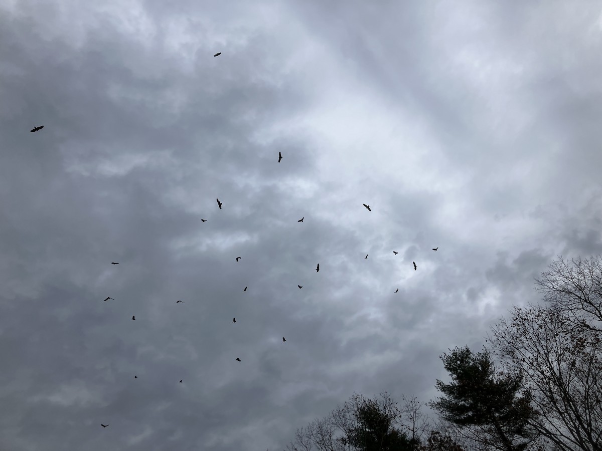 Turkey Vulture - ML644713612