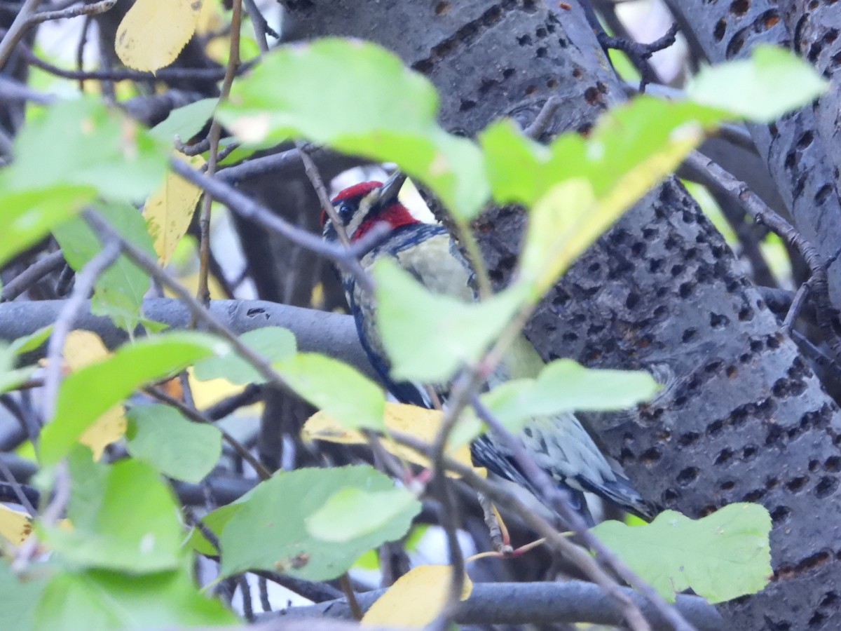 Red-naped Sapsucker - ML644713617