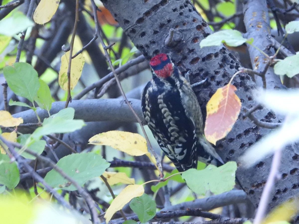 Red-naped Sapsucker - ML644713618