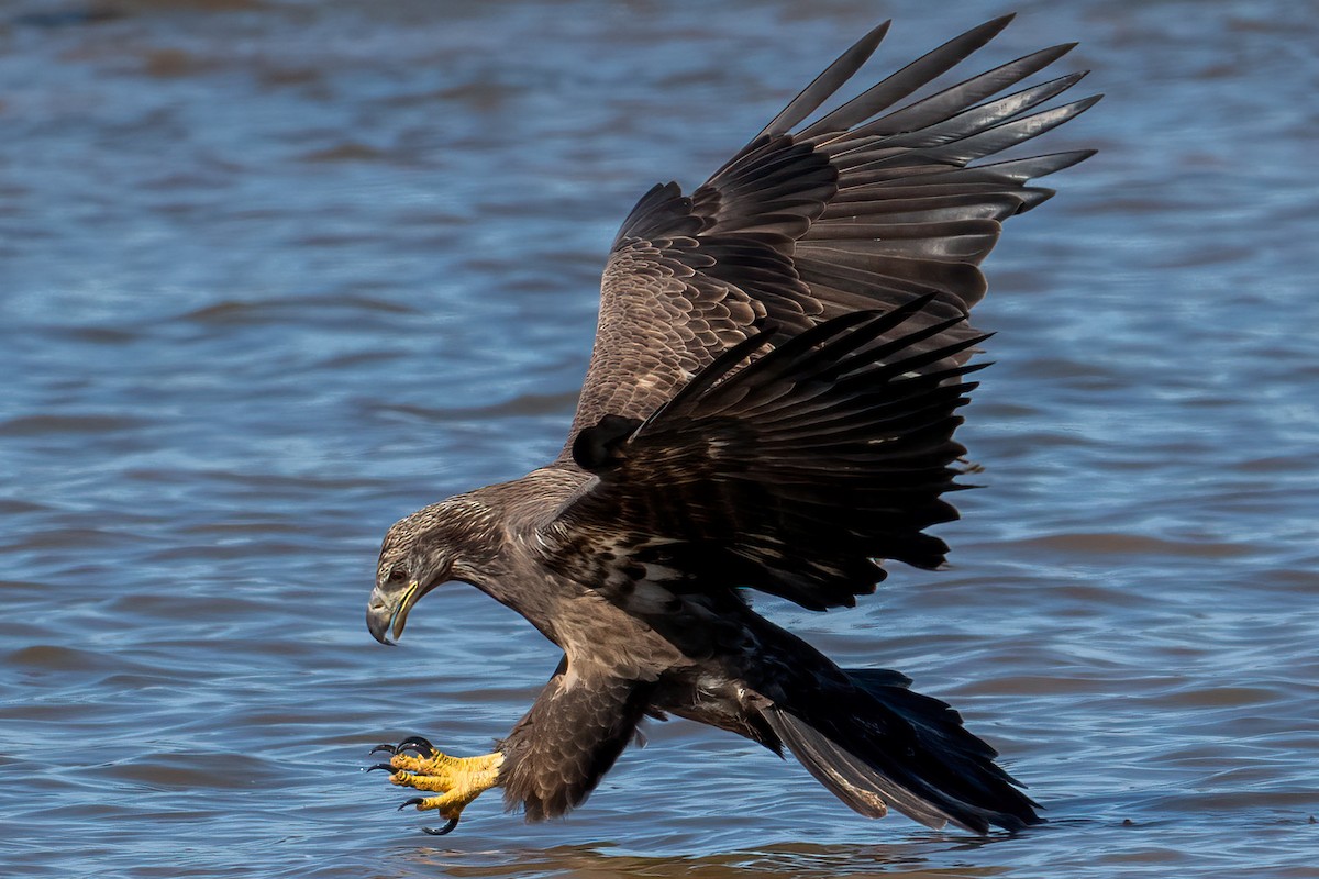 orel bělohlavý - ML644713619