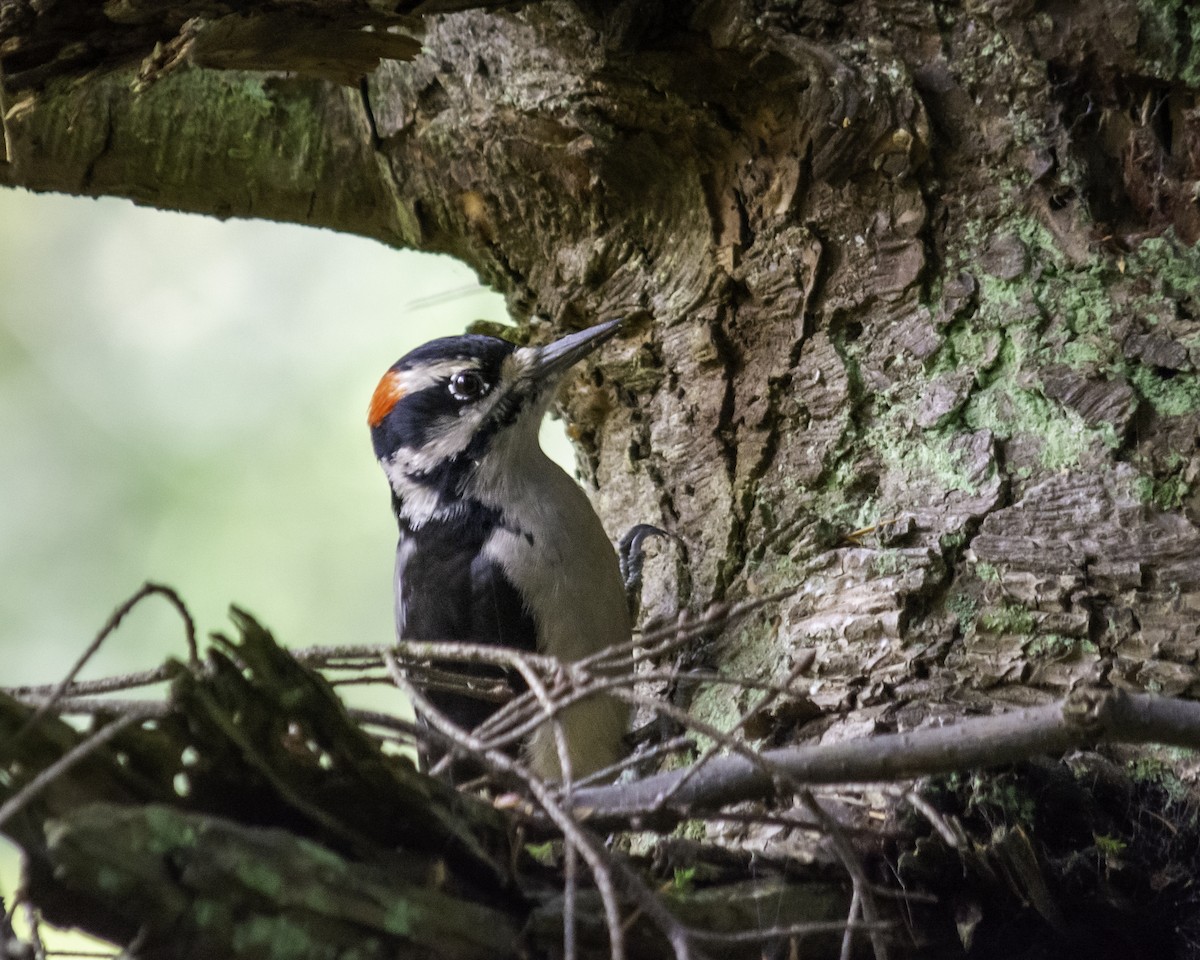 Hairy Woodpecker - ML644713628