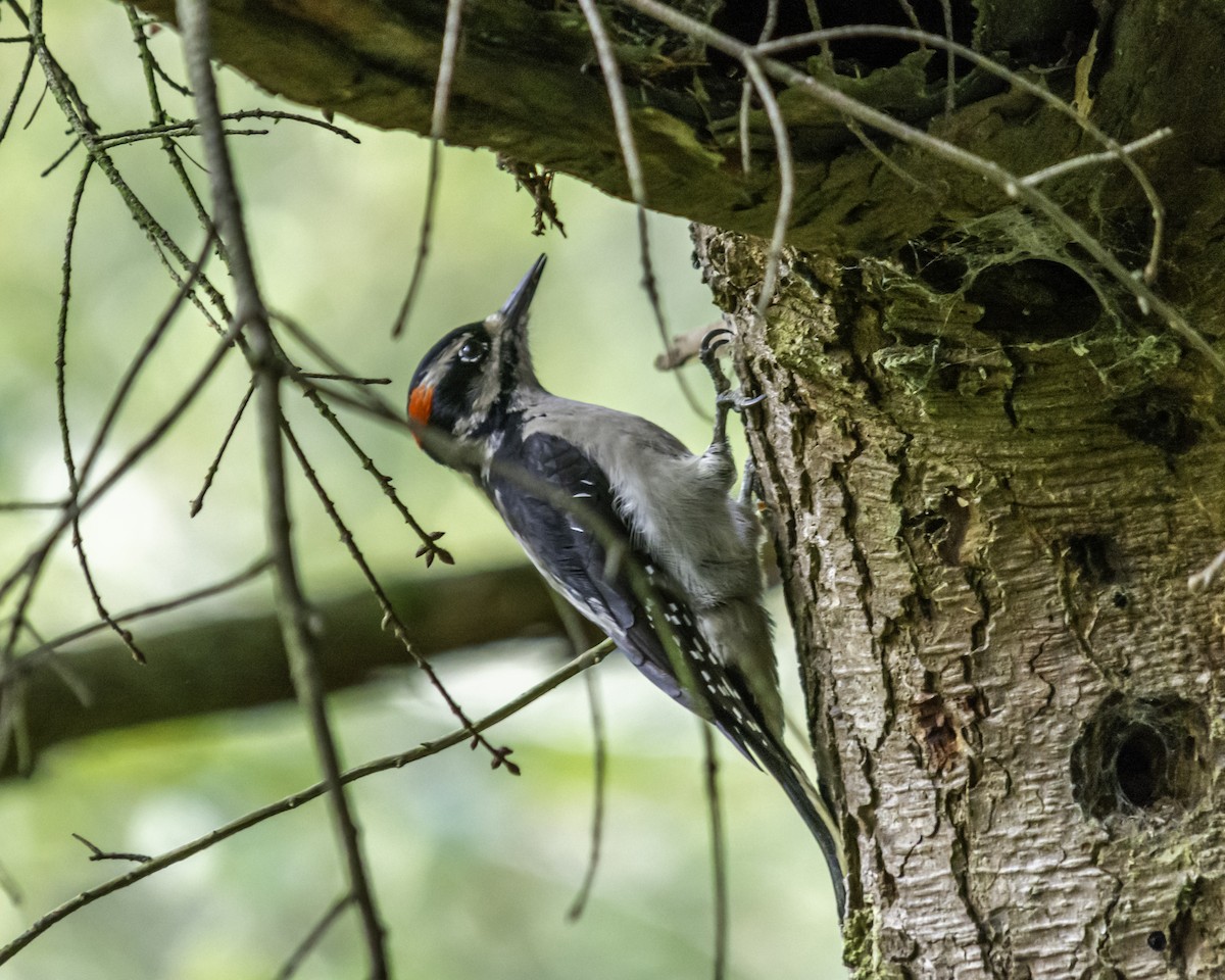Hairy Woodpecker - ML644713629