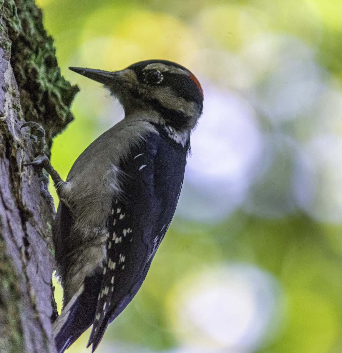Hairy Woodpecker - ML644713630