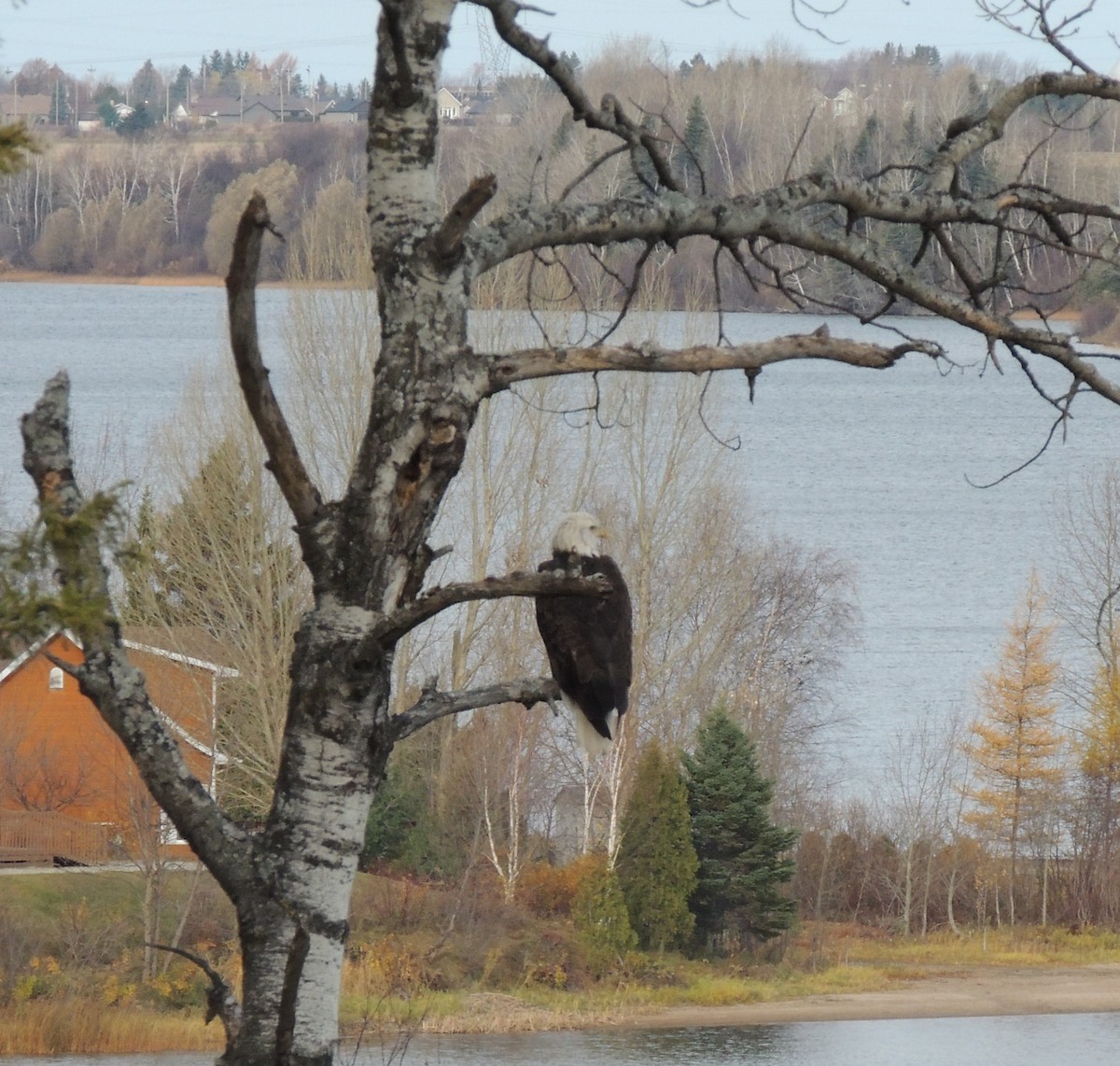 orel bělohlavý - ML644713634