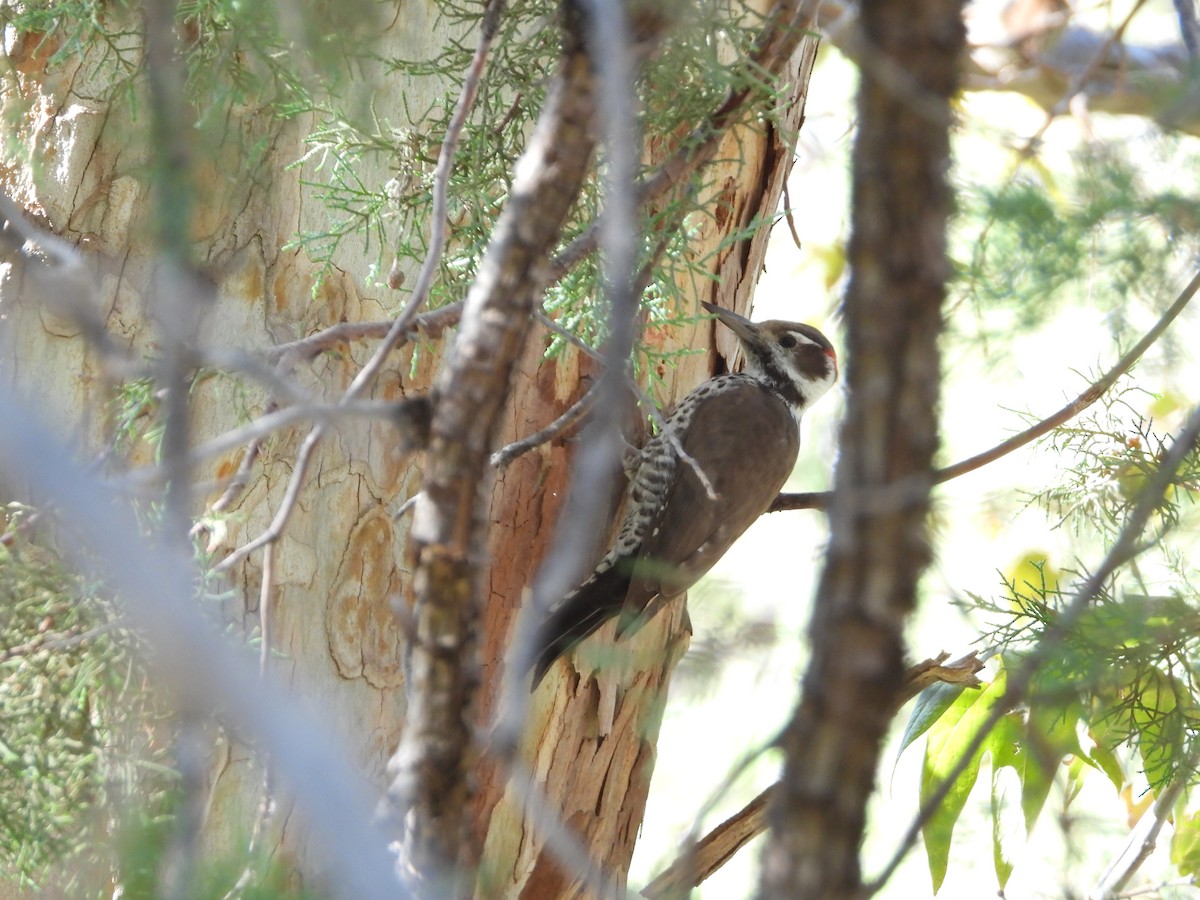 Arizona Woodpecker - ML644713641