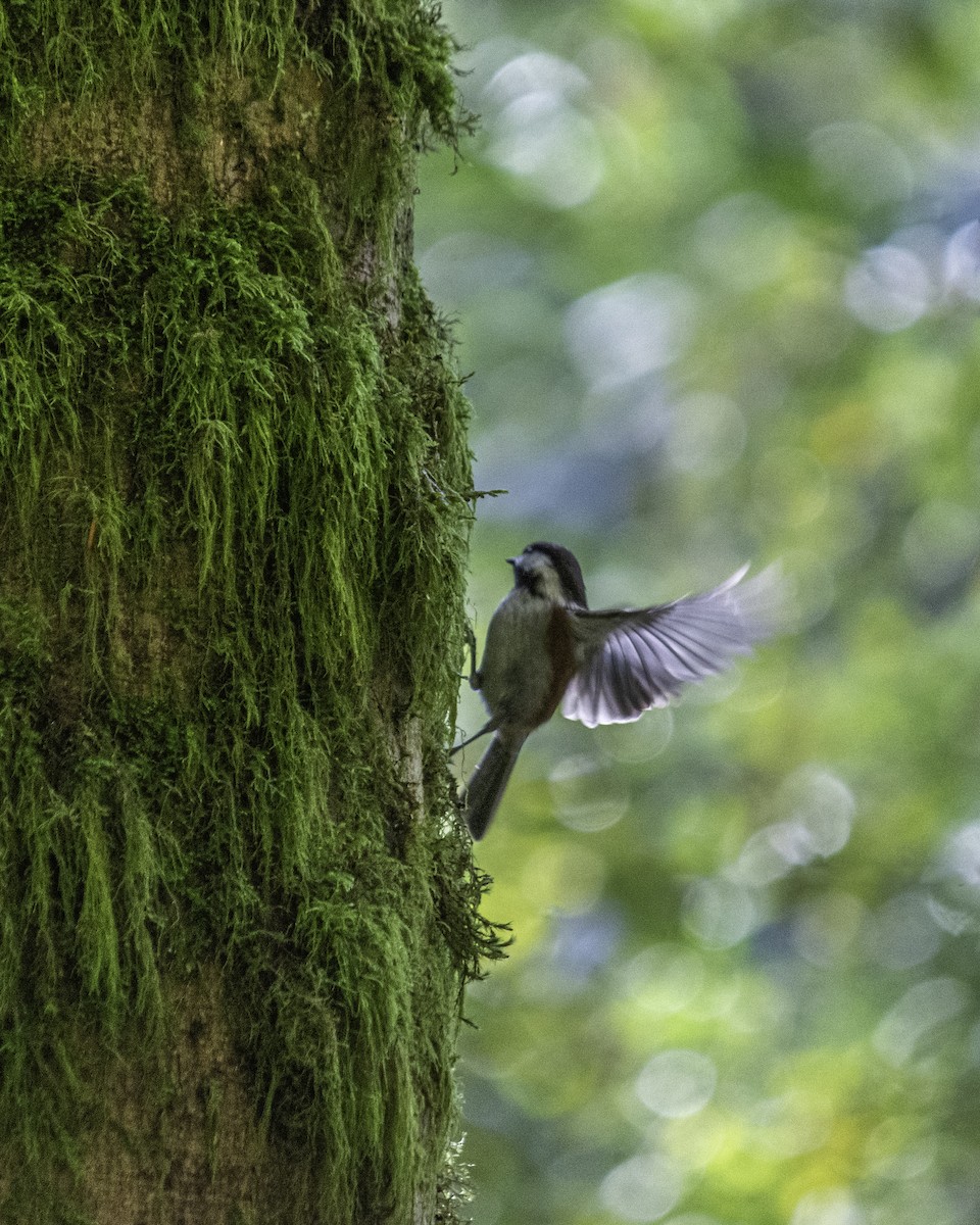 Chestnut-backed Chickadee - ML644713642