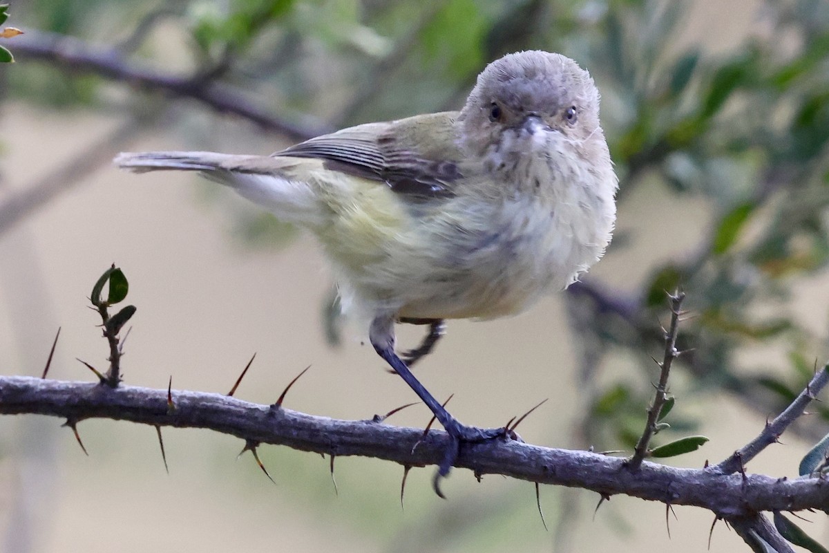 stumpnebb - ML644713644