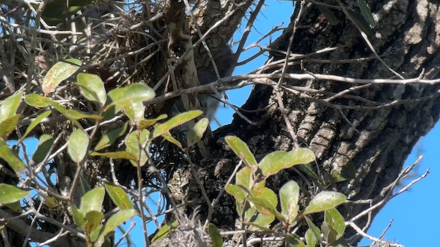 Ferruginous Pygmy-Owl - ML644713655