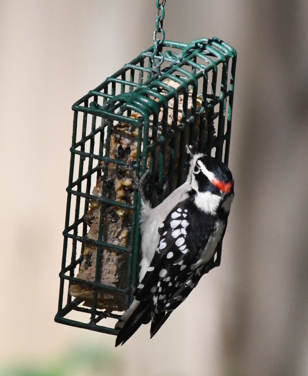 Pic mineur - ML644713665