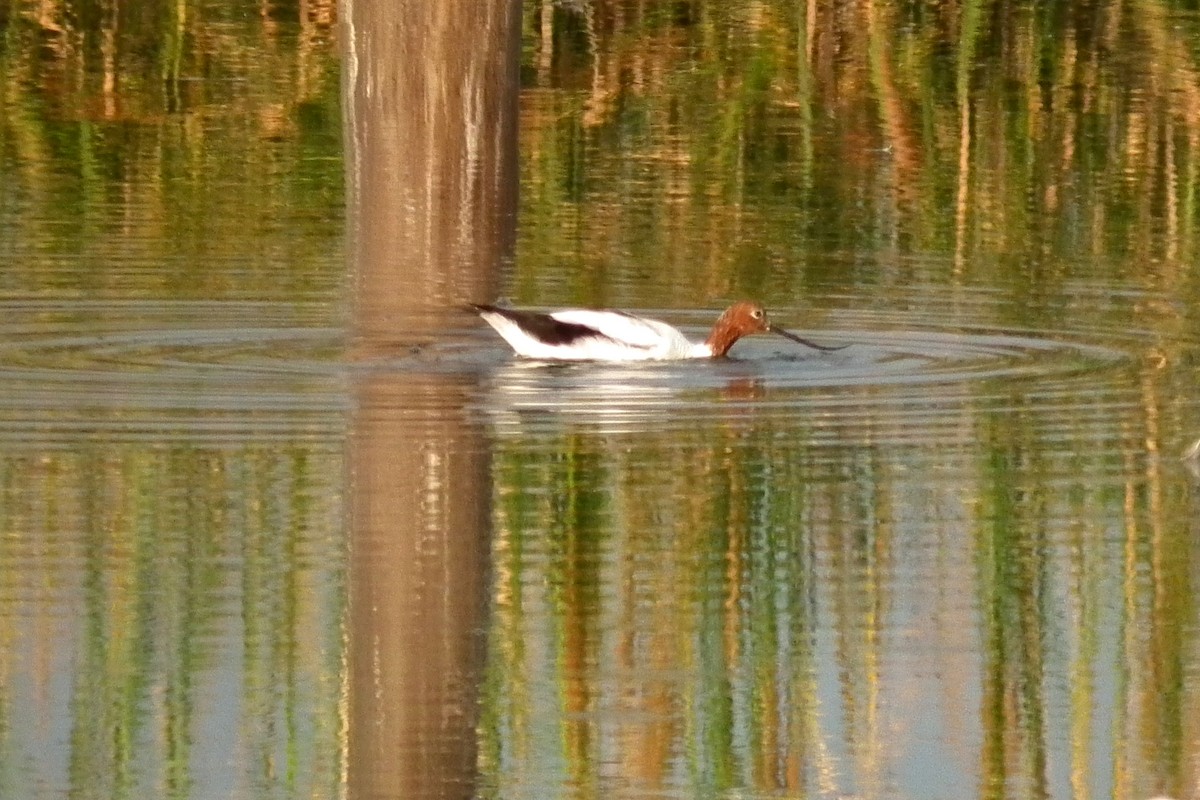 Чоботар австралійський - ML644713673