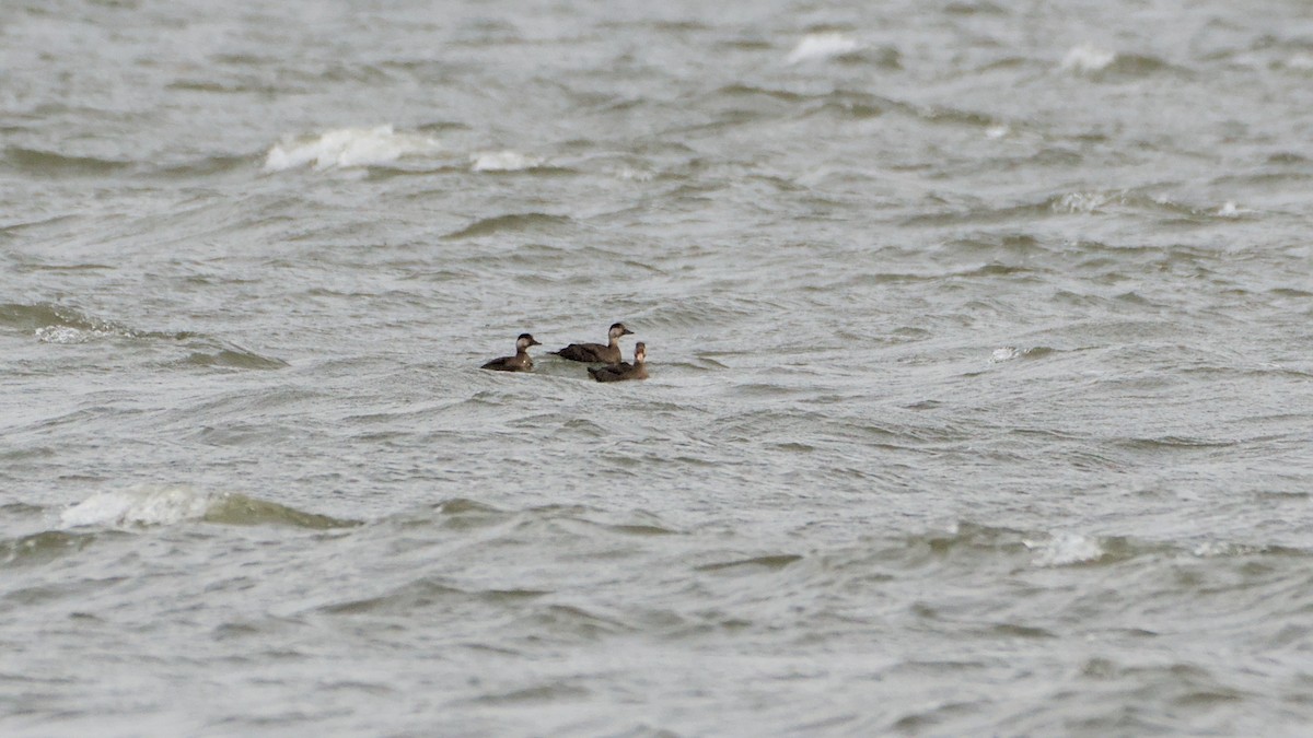 Amerika Kara Ördeği - ML644713674