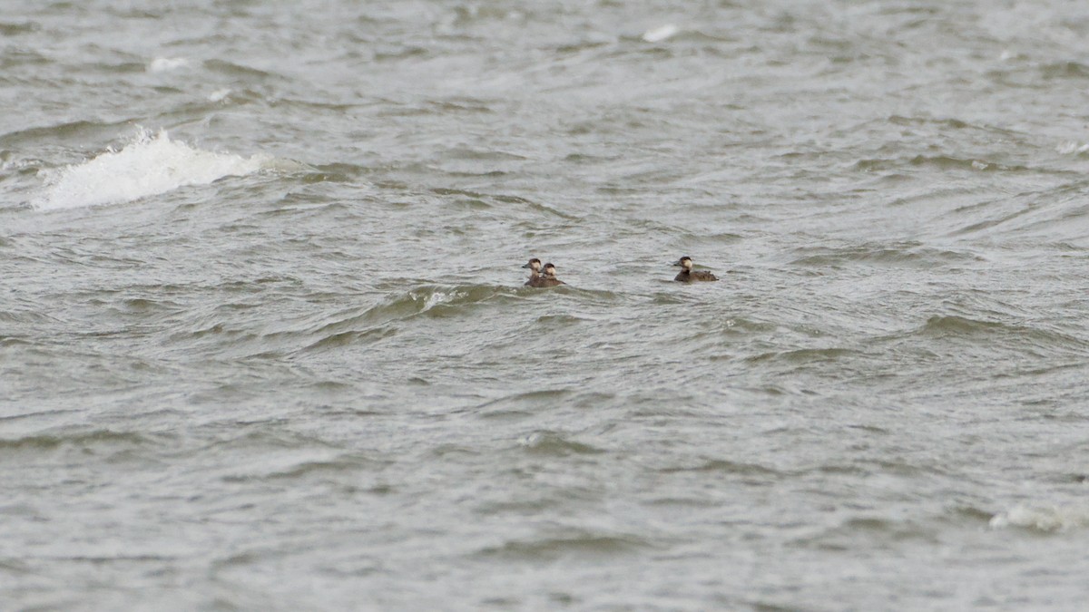 Amerika Kara Ördeği - ML644713675