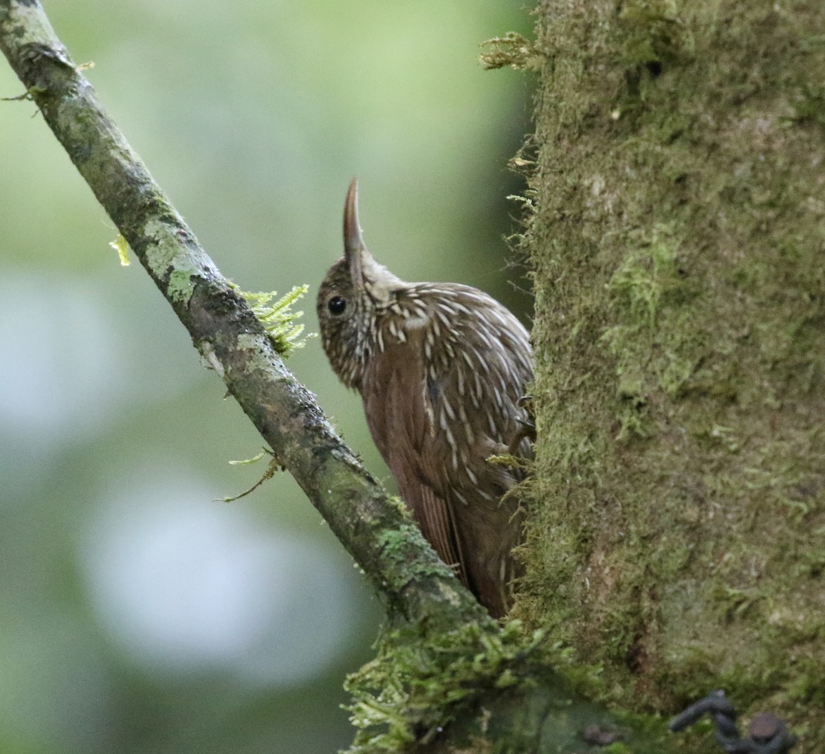Дереволаз гірський - ML644713680