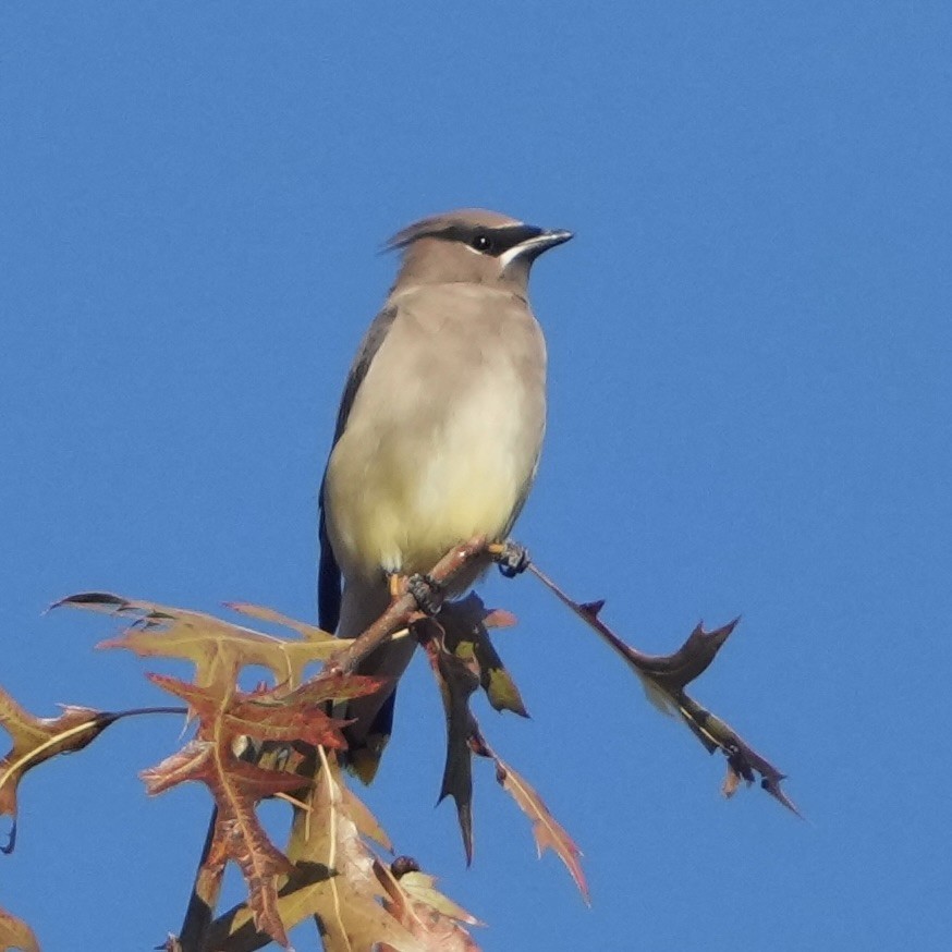 brkoslav americký - ML644713681