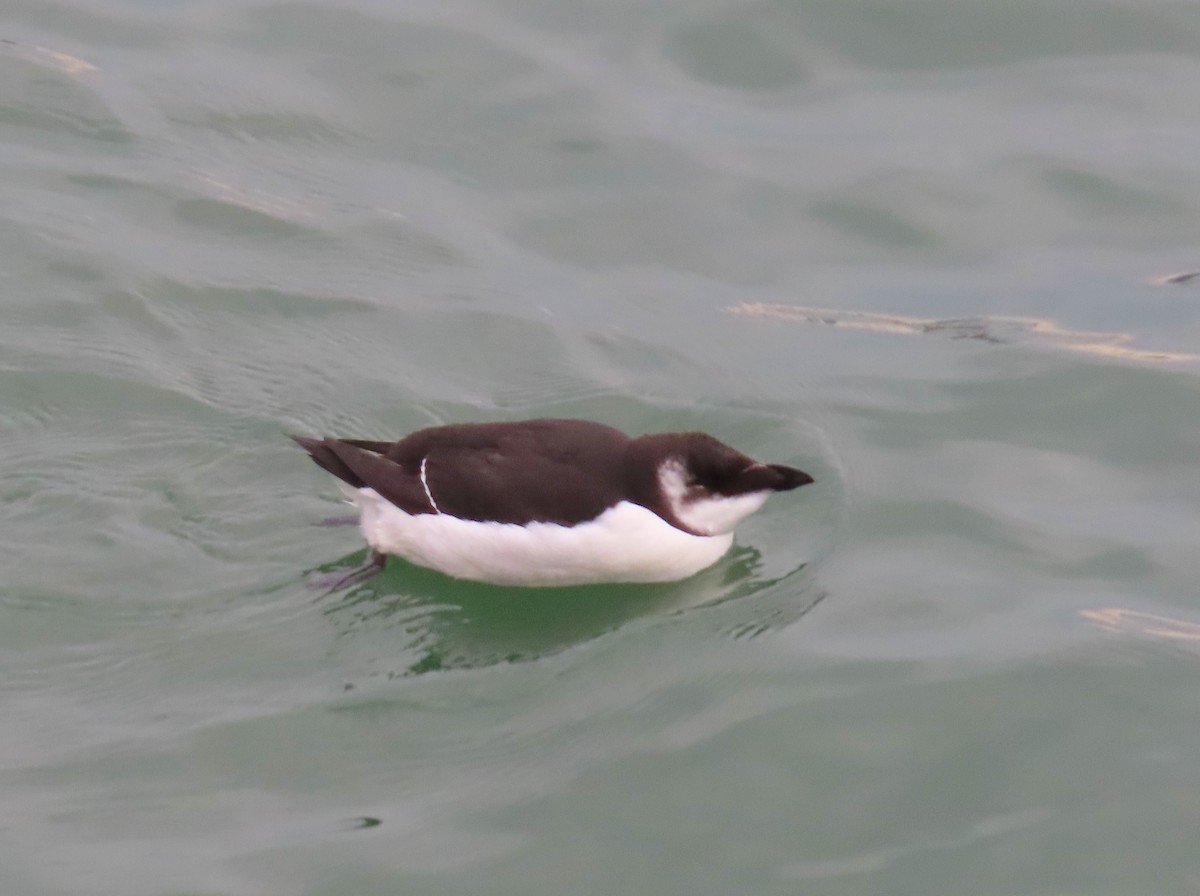 Razorbill - ML644713694