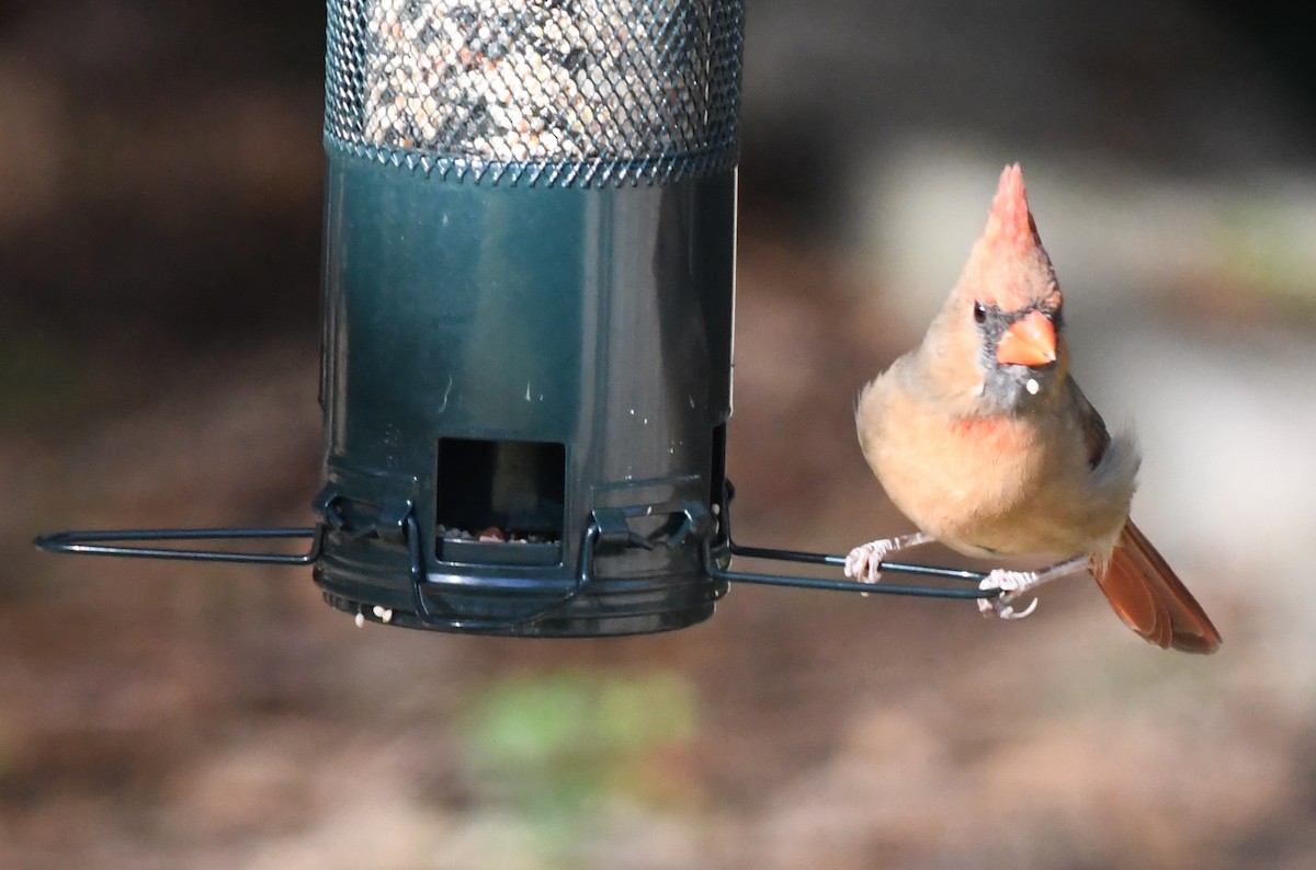 Красный кардинал - ML644713696