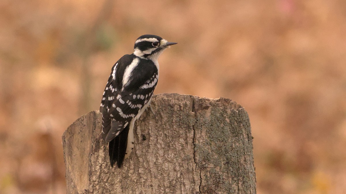 Pic mineur - ML644713701