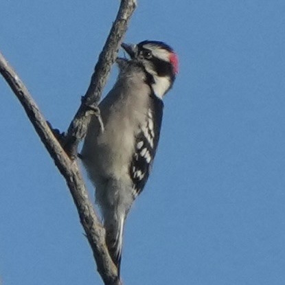 Pic mineur - ML644713720