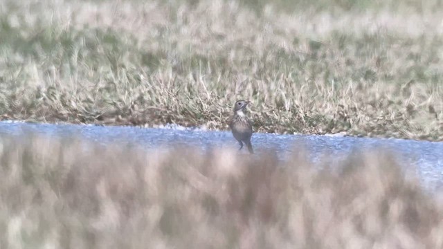 Sprague's Pipit - ML644713729