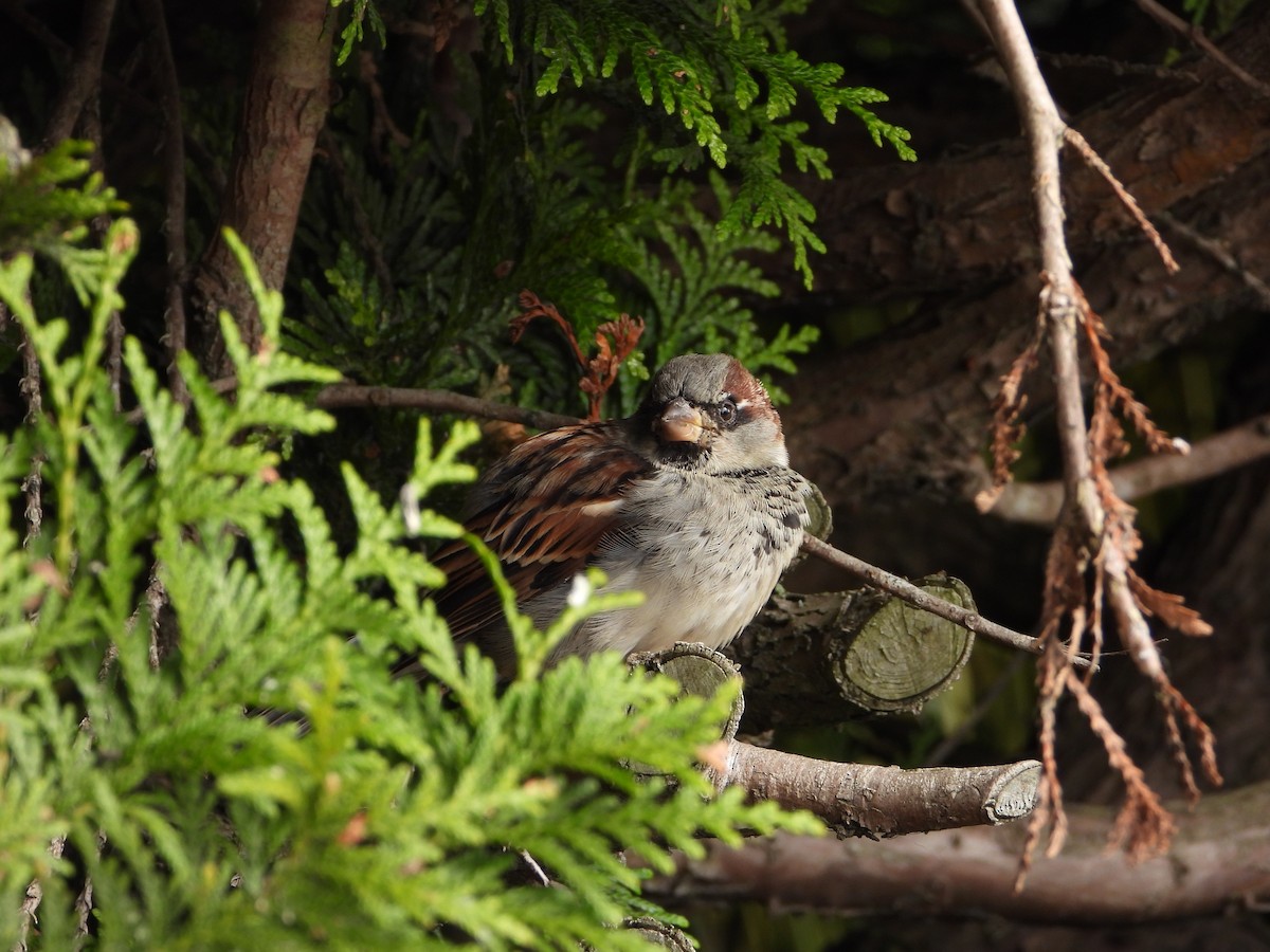 House Sparrow - ML644713736