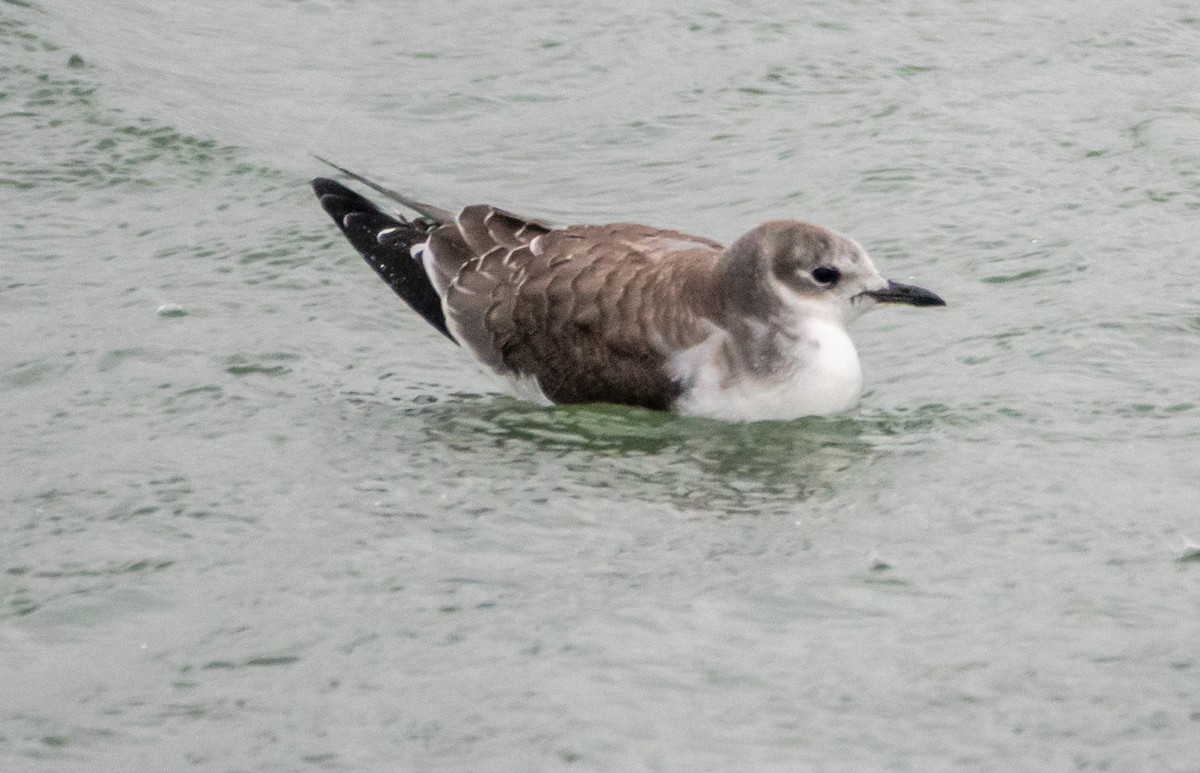 叉尾鷗 - ML644713739