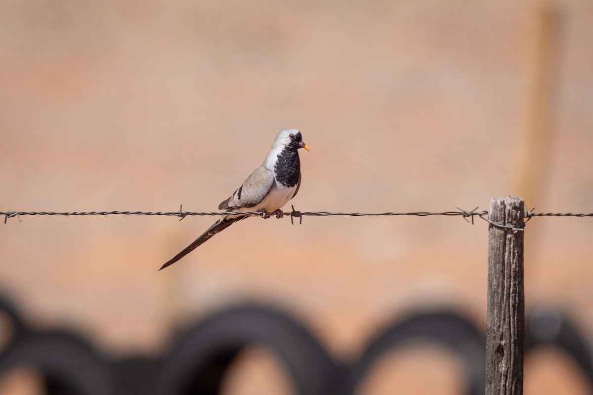 maskedue - ML644713747