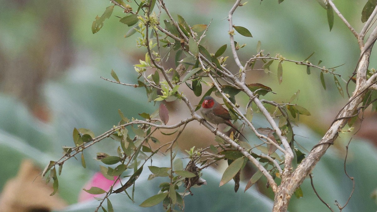 Crimson Finch - ML644713751