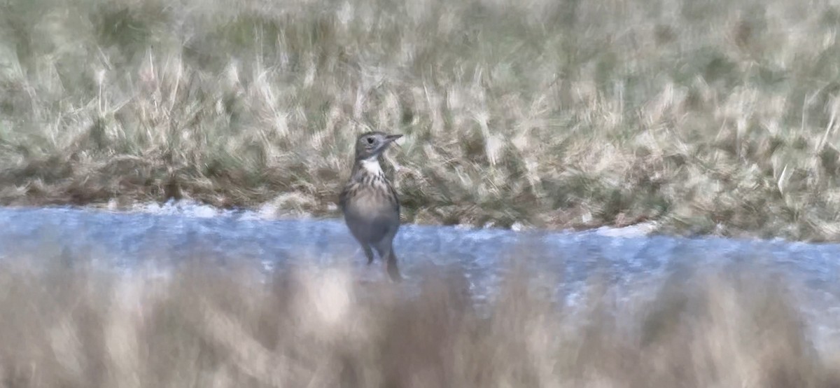 Sprague's Pipit - ML644713752