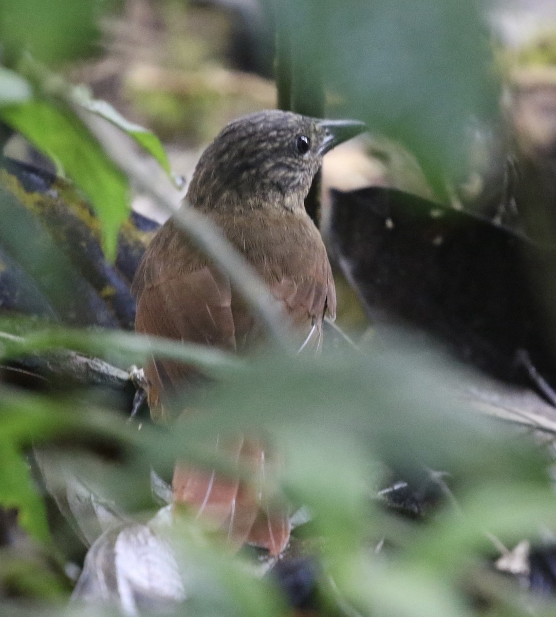 Streak-capped Treehunter - ML644713763