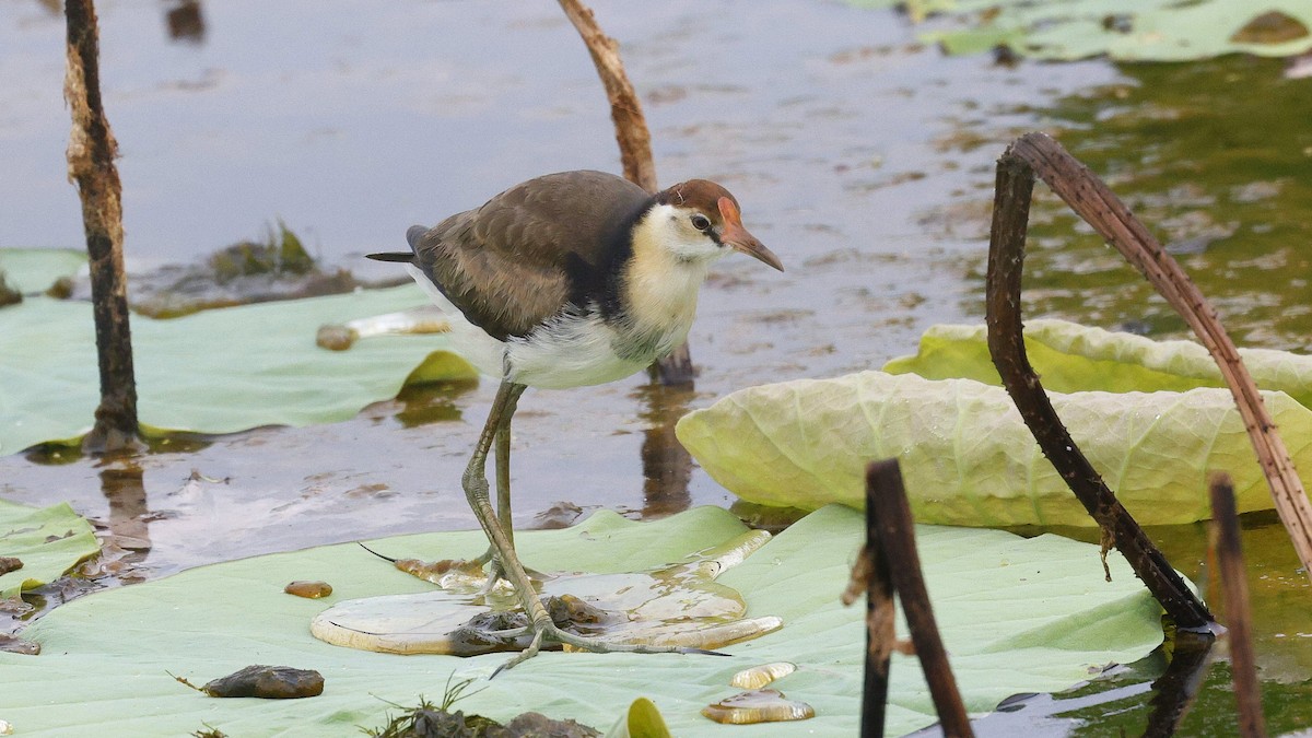 Comb-crested Jacana - ML644713771