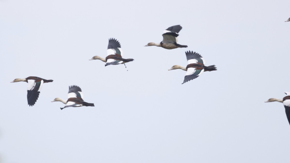 Radjah Shelduck - ML644713787