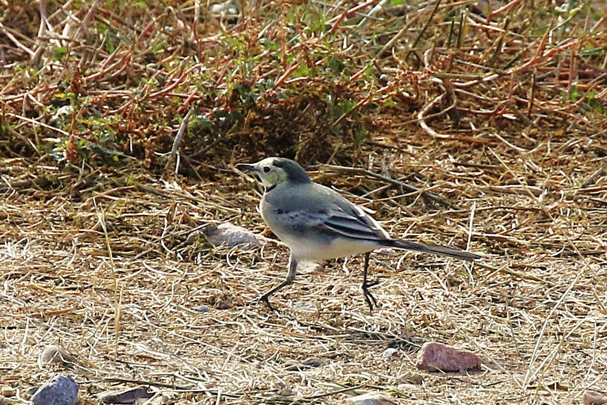 Lavandera Blanca - ML644713789