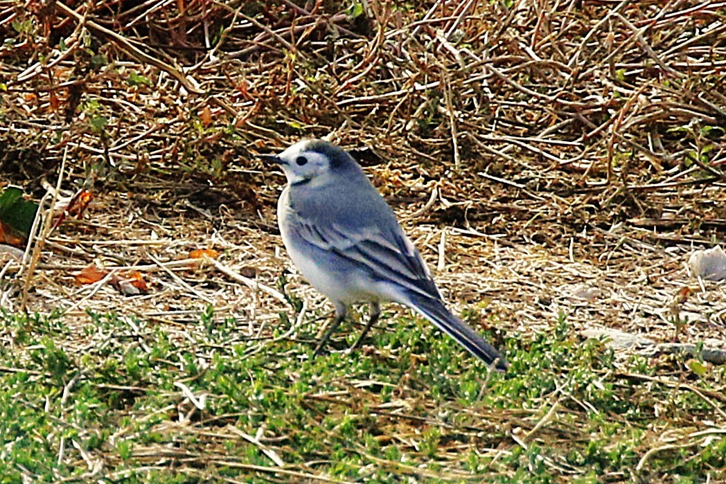 Lavandera Blanca - ML644713790