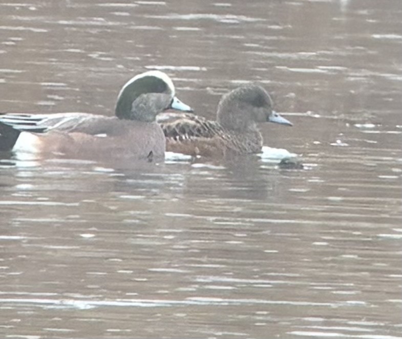 Eurasian Wigeon - ML644713799