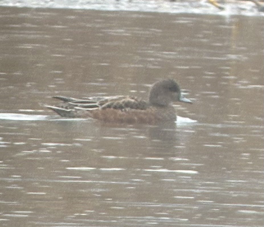 Eurasian Wigeon - ML644713800