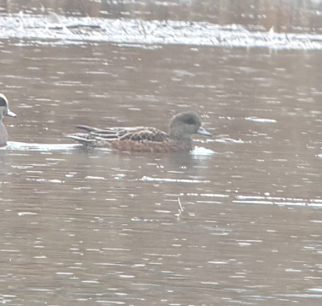Eurasian Wigeon - ML644713801