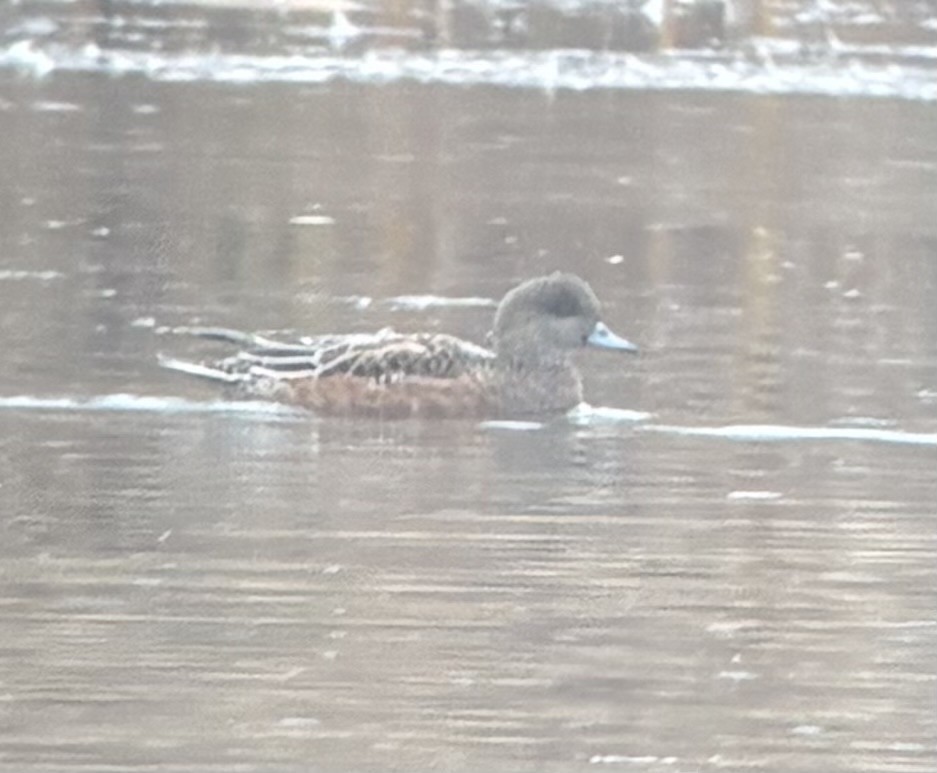 Eurasian Wigeon - ML644713802