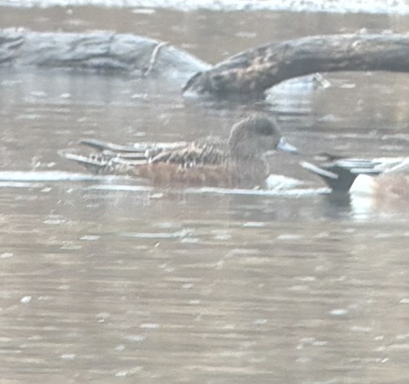 Eurasian Wigeon - ML644713803